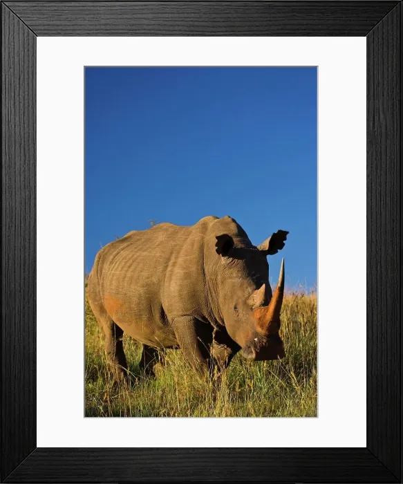 Framed Print : White Rhinoceros or Square-lipped Rhinoceros (Ceratotherium simum)