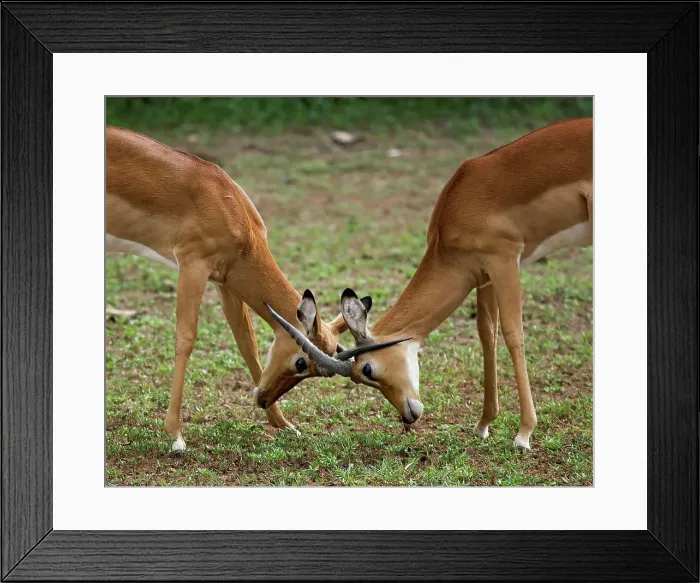 Framed Print : 4311, 4311-184