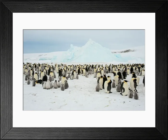 Framed Print : View of an Emperor penguin (Aptenodytes forsteri) colony on the sea ice at Snow Hill Island in the Weddell Sea in Antarctica Framed Print : View of an Emperor penguin (Aptenodytes forsteri) colony on the sea ice at Snow Hill Island in the Weddell Sea in Antarctica