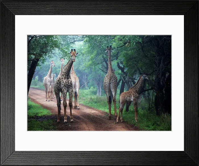 Framed Print : Giraffe (Giraffa camelopardalis) in mist Framed Print : Giraffe (Giraffa camelopardalis) in mist