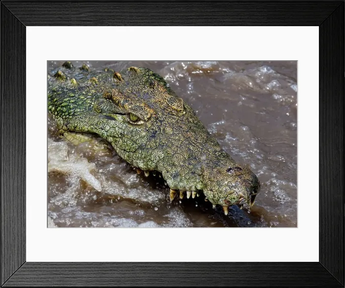 Framed Print : A Nile Crocodile Fishes in Turbulent Water Framed Print : A Nile Crocodile Fishes in Turbulent Water