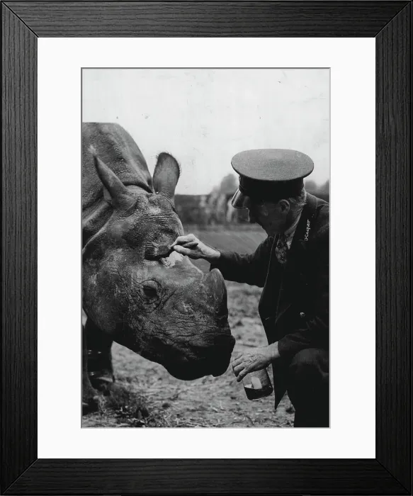 Framed Print : Keeping A Thick - Skinned Fellow Happy -- Mahon's morning toilet every day keeps him in a good temper - which is worth the bottle of oil, the brush, and the slight trouble involved.Mohan, the rhino at Whipsnade Zoo, is probably the most thick skinned fellow in the world - but that very thick skin causes him some trouble. If it gets too dry and hard, it cracks, and Mahon gets miserable - and a miserable rhino is not a pleasant chap to have around.Facial for the blotchy complexion of this rhino at Whipsnade Zoo, London, is a serious ritual. Each day oil is delicately applied to his cracked skin, and Mahon the rhino isn't happy until the operation is over Framed Print : Keeping A Thick - Skinned Fellow Happy -- Mahon's morning toilet every day keeps him in a good temper - which is worth the bottle of oil, the brush, and the slight trouble involved.Mohan, the rhino at Whipsnade Zoo, is probably the most thick skinned fellow in the world - but that very thick skin causes him some trouble. If it gets too dry and hard, it cracks, and Mahon gets miserable - and a miserable rhino is not a pleasant chap to have around.Facial for the blotchy complexion of this rhino at Whipsnade Zoo, London, is a serious ritual. Each day oil is delicately applied to his cracked skin, and Mahon the rhino isn't happy until the operation is over