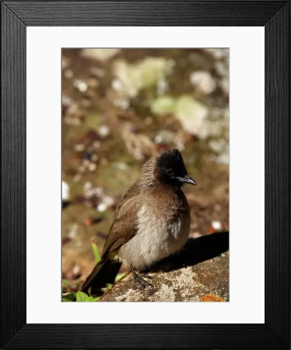 Framed Print : Blackeyed (Common) Bulbul (Pycnonotus barbatus) Framed Print : Blackeyed (Common) Bulbul (Pycnonotus barbatus)