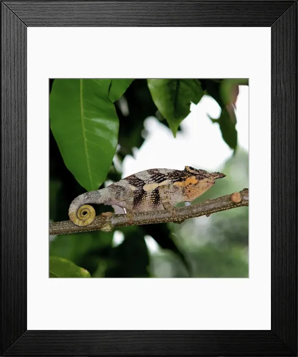 Framed Print : Two-Horned Chameleon on a Branch Framed Print : Two-Horned Chameleon on a Branch