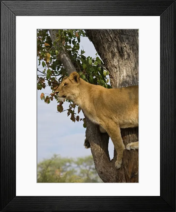 Framed Print : Lion (Panthera leo) in a tree. Victoria Falls Framed Print : Lion (Panthera leo) in a tree. Victoria Falls