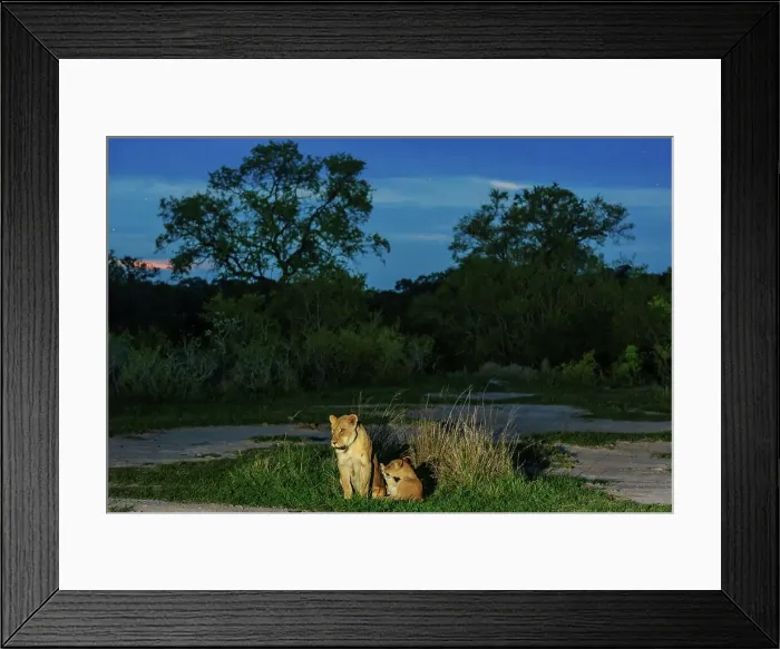 Framed Print : Lioness (Panthera leo) and cub at night