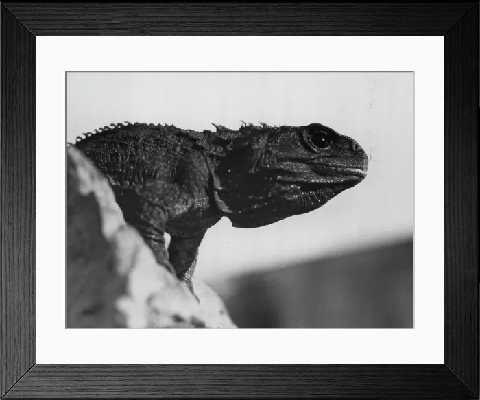 Framed Print : Tuatara ***** A reptile of up to 2 feet in length which ***** numbers on some 16 islands, mostly off the North Auckland Bay of Plenty and Cook Strait. Tuataras once North Island mainland, but have long disappeared. ***** is not a lizard Framed Print : Tuatara ***** A reptile of up to 2 feet in length which ***** numbers on some 16 islands, mostly off the North Auckland Bay of Plenty and Cook Strait. Tuataras once North Island mainland, but have long disappeared. ***** is not a lizard