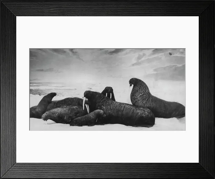 Framed Print : A family of walruses gather on the ice-floe. The Midnight Sun of the Arctic Looks Down On A Family of Walrus - In the comparatively warm climate of Chicago's field museum of natural history lie a family of huge Pacific walrus such as inhabit the icy