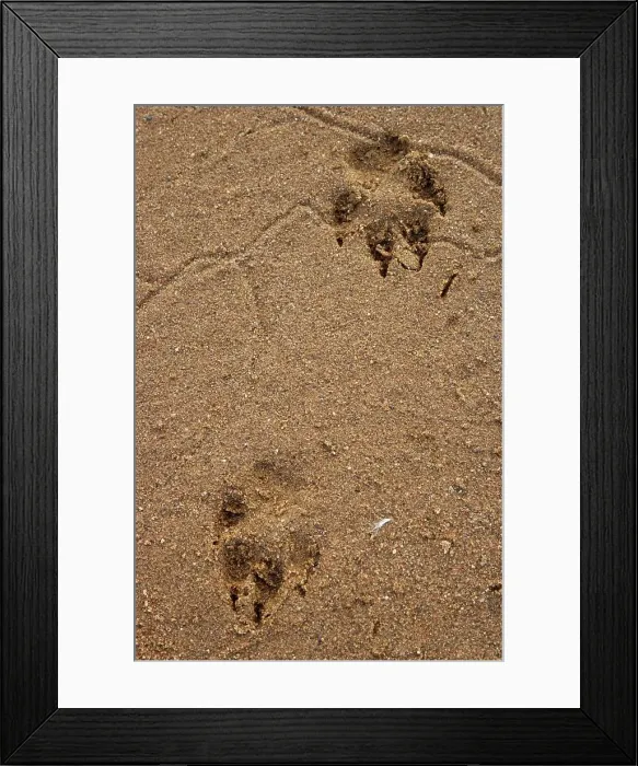 Framed Print : Wild dog (Lycaon pictus) soor in White Umfolozi River