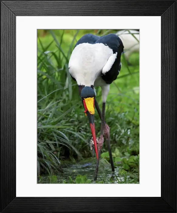 Framed Print : A Saddle-Billed Stork Catches a Small Fish
