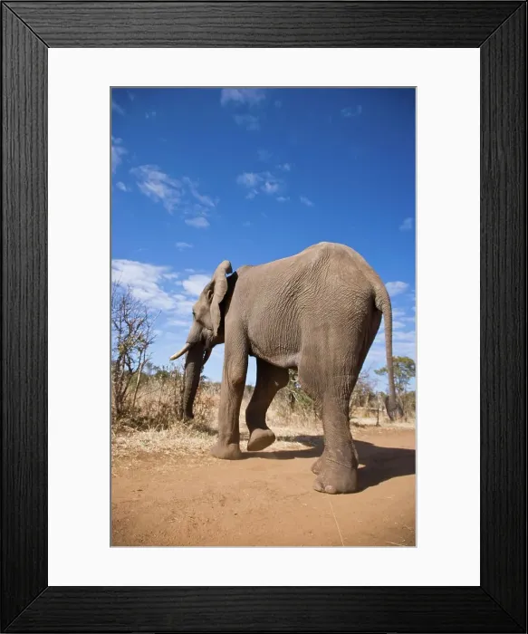 Framed Print : African Elephant Loxodonta africana} Framed Print : African Elephant Loxodonta africana}