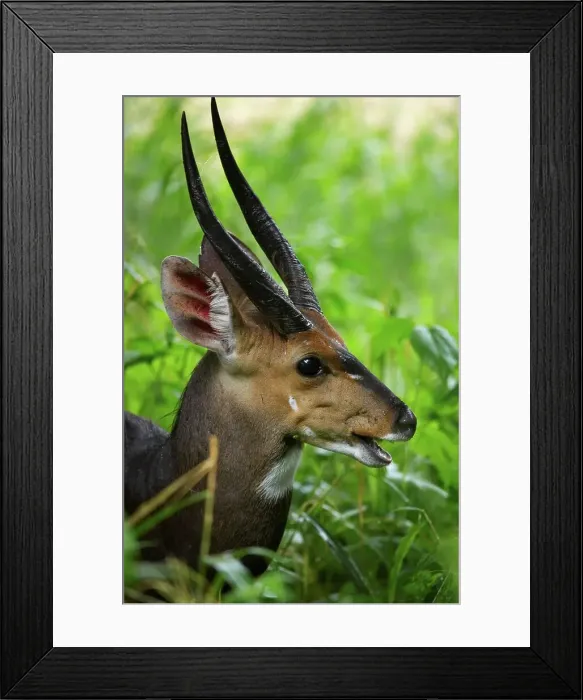 Framed Print : Bushbuck (Tragelaphus scriptus) Framed Print : Bushbuck (Tragelaphus scriptus)