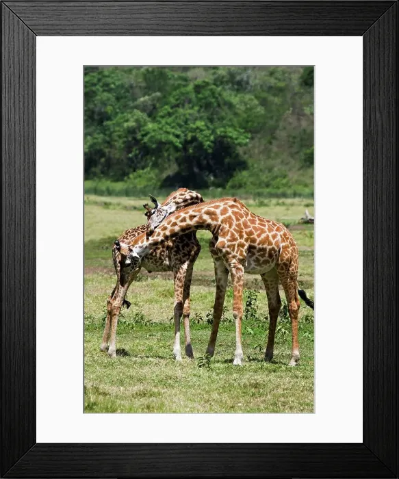 Framed Print : Two Male Giraffes Necking Framed Print : Two Male Giraffes Necking