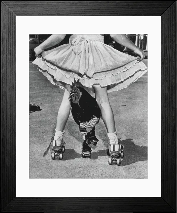 Framed Print : Roller-Skating Rooster -- Buster Framed Print : Roller-Skating Rooster -- Buster