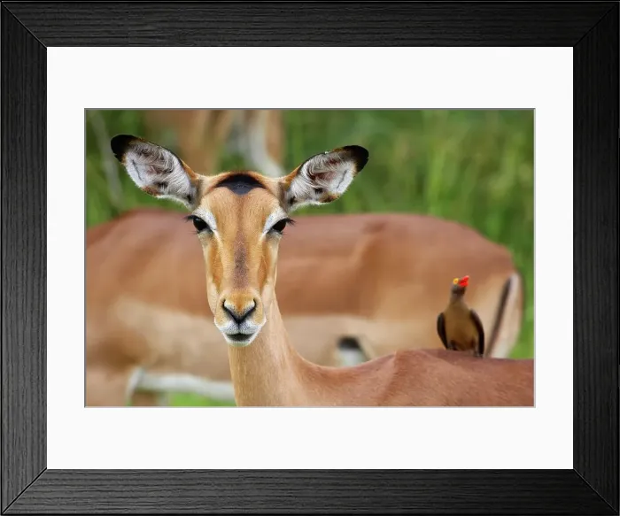 Framed Print : Impala Aepyceros malampus} with Redbilled Oxpecker (Buphagus erythrorhynchus) Framed Print : Impala Aepyceros malampus} with Redbilled Oxpecker (Buphagus erythrorhynchus)