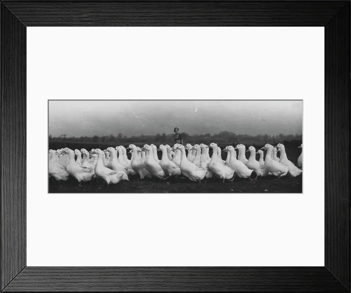 Framed Print : Geese. January 01, 1940. (Photo by London News Agency Photos Ltd.).;Geese Framed Print : Geese. January 01, 1940. (Photo by London News Agency Photos Ltd.).;Geese