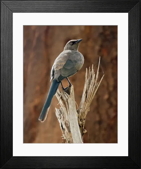 Framed Print : Ashy Starling