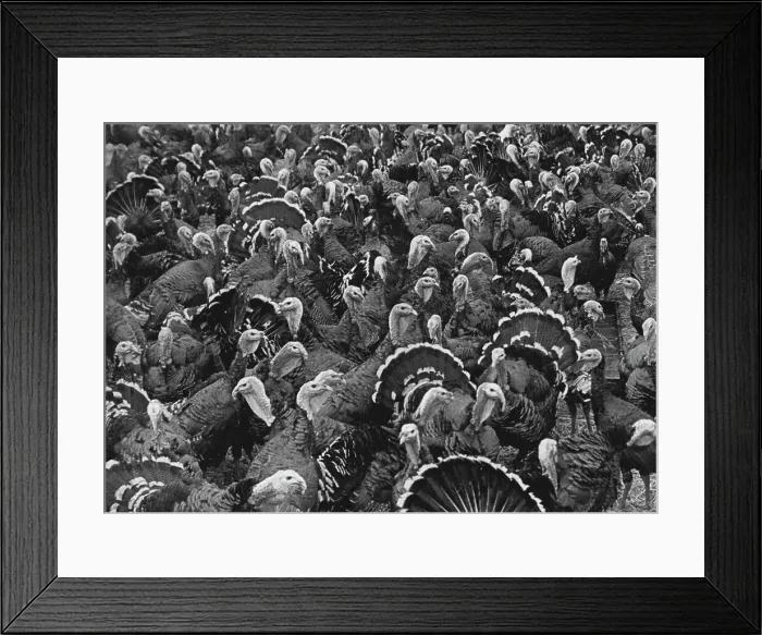 Framed Print : Xmas Birds Of Paradise -- Not as you might suppose, a ministry of food official's nightmare, but merely a collection of turkeys as far as the eye can see Framed Print : Xmas Birds Of Paradise -- Not as you might suppose, a ministry of food official's nightmare, but merely a collection of turkeys as far as the eye can see