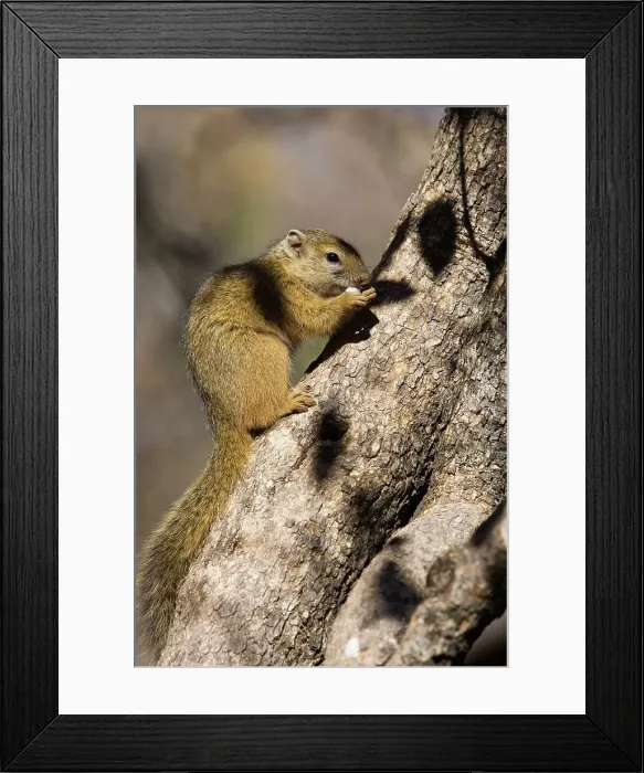 Framed Print : Tree Squirrel (Paraxerus cepapi) Framed Print : Tree Squirrel (Paraxerus cepapi)