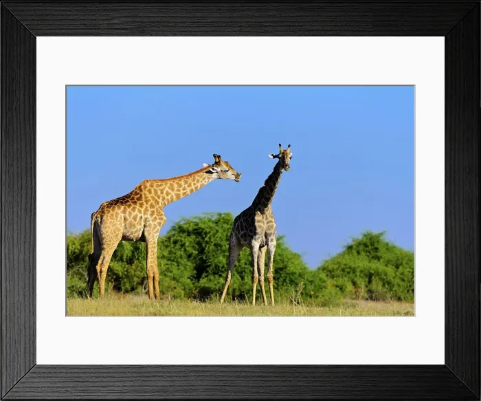 Framed Print : Giraffe (Giraffa camelopardalis) Framed Print : Giraffe (Giraffa camelopardalis)