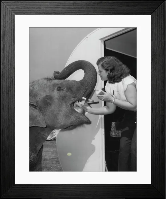 Framed Print : While Mrs. Helen Haven cooks breakfast, her pet elephant Judy trumpets until she gets a snack