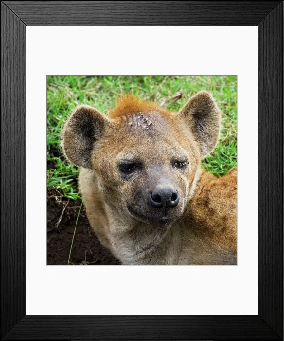 Framed Print : 4311, 4311-206