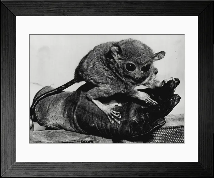 Framed Print : Our Distant Relatives -- One of the tiny Tarsiers at the London Zoo. Note the resemblance of their paws to the human hand. Three small animals which recently arrived at the London Zoo are the first of their kind ever to have been seen in this country. They are Tarsiers, flown here from the Philippines, and they are a type of lemur - the nearest approach of that species to man. From head to tall, the tiny animals measure only ten inches in all, the tail taking up 5 inches of that length. So far the Tarsiers have not appear in public at the Zoo - apart from getting acclimatised, their very nervousness makes them fierce, and their keeper wears a glove when handling them. Their interlocking teeth can give a very nasty bite Framed Print : Our Distant Relatives -- One of the tiny Tarsiers at the London Zoo. Note the resemblance of their paws to the human hand. Three small animals which recently arrived at the London Zoo are the first of their kind ever to have been seen in this country. They are Tarsiers, flown here from the Philippines, and they are a type of lemur - the nearest approach of that species to man. From head to tall, the tiny animals measure only ten inches in all, the tail taking up 5 inches of that length. So far the Tarsiers have not appear in public at the Zoo - apart from getting acclimatised, their very nervousness makes them fierce, and their keeper wears a glove when handling them. Their interlocking teeth can give a very nasty bite