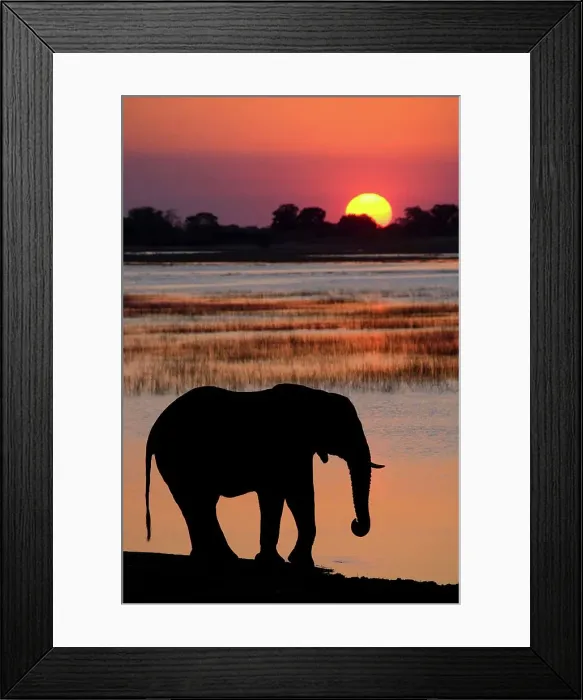 Framed Print : Elephant (Loxodonta Africana) Chobe National Park