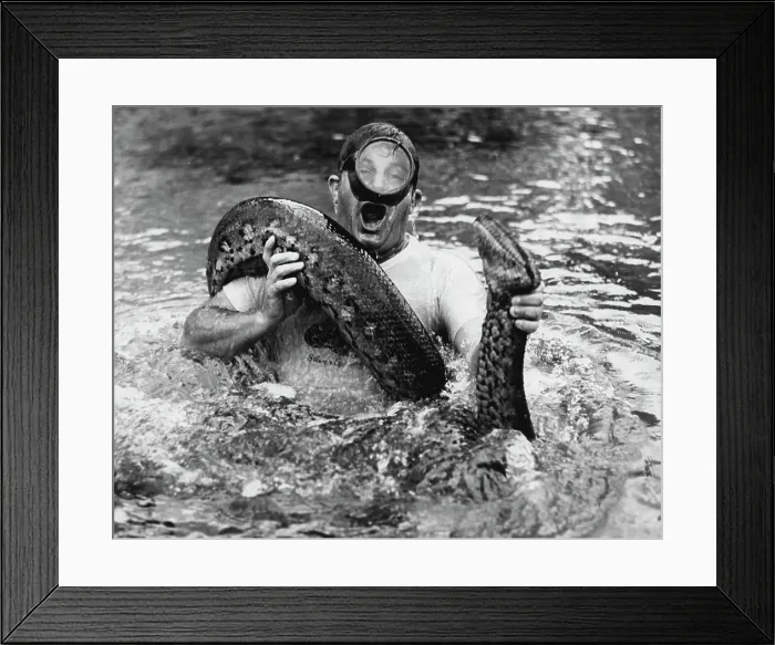 Framed Print : Anacondas (Snakes) - Snakes - Animals Framed Print : Anacondas (Snakes) - Snakes - Animals