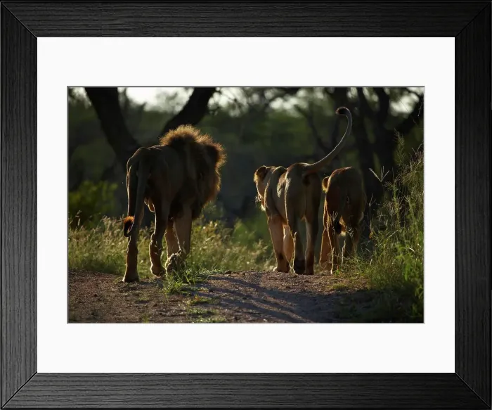 Framed Print : Lion (Panthera leo) pride walking Framed Print : Lion (Panthera leo) pride walking