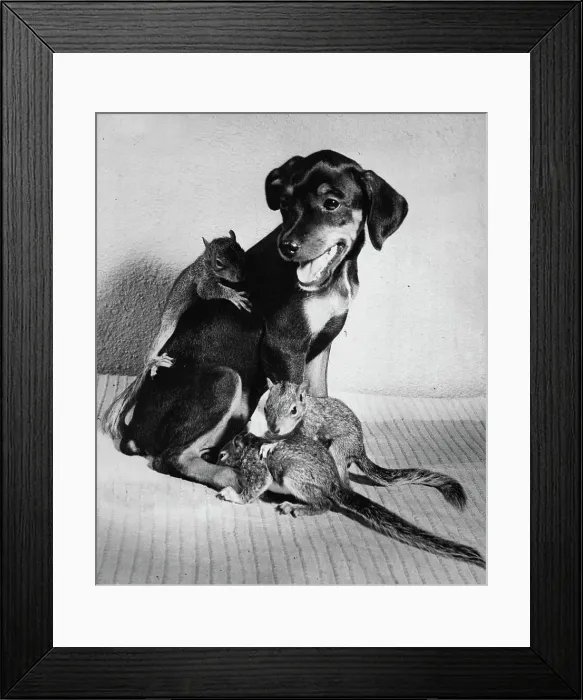 Framed Print : Abbey Appeal ***** Framed Print : Abbey Appeal *****