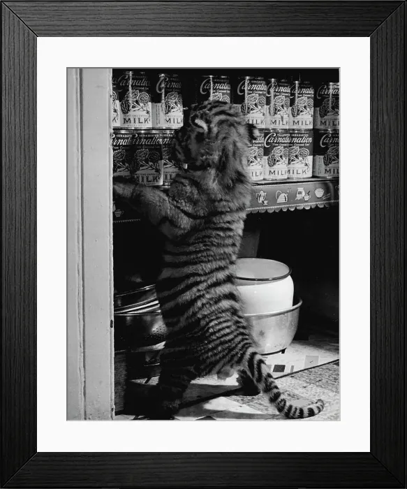 Framed Print : Tiger Cubs Raised At Home :Like any curious kitten, Rajpur investigates closet and is confronted with supply of milk. After looking, he reached up, gently knocked a few cans over.Jenny, a tigress at the New York Zoological Park in the Bronx, recently had three cubs. They weighed 2 1 / 2 pounds each, were 20 inches long from nose to tail tip and, quite naturally, were helpless as kittens. Because Bengal tigers in captivity often refuse to nurse their young, Mrs. Fred Martini, a lion-keeper's wife, took the cubs home and raised them. The job kept her busy. When not feeding them their three-hourly bottles of milk, Mrs. Martini is cleaning them, or putting drops in their eyes, or playing with them. The cubs are quite tame and playful, will get rough when they go on a meat diet Framed Print : Tiger Cubs Raised At Home :Like any curious kitten, Rajpur investigates closet and is confronted with supply of milk. After looking, he reached up, gently knocked a few cans over.Jenny, a tigress at the New York Zoological Park in the Bronx, recently had three cubs. They weighed 2 1 / 2 pounds each, were 20 inches long from nose to tail tip and, quite naturally, were helpless as kittens. Because Bengal tigers in captivity often refuse to nurse their young, Mrs. Fred Martini, a lion-keeper's wife, took the cubs home and raised them. The job kept her busy. When not feeding them their three-hourly bottles of milk, Mrs. Martini is cleaning them, or putting drops in their eyes, or playing with them. The cubs are quite tame and playful, will get rough when they go on a meat diet