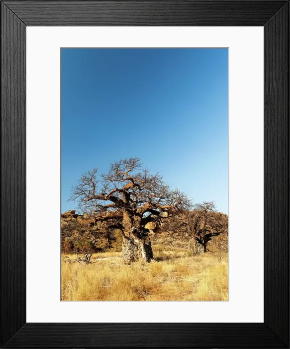 Framed Print : Mapungubwe National Park. Limpopo Province Framed Print : Mapungubwe National Park. Limpopo Province