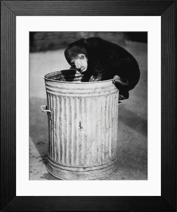 Framed Print : Here Goes! -- Sally, young Malay bear at the London Zoo, is certainly salvage-conscious - but only insofar as the bin sometimes yields a titbit worth having. With a final glance around to see if the coast is clear, she goes in for a lucky dip