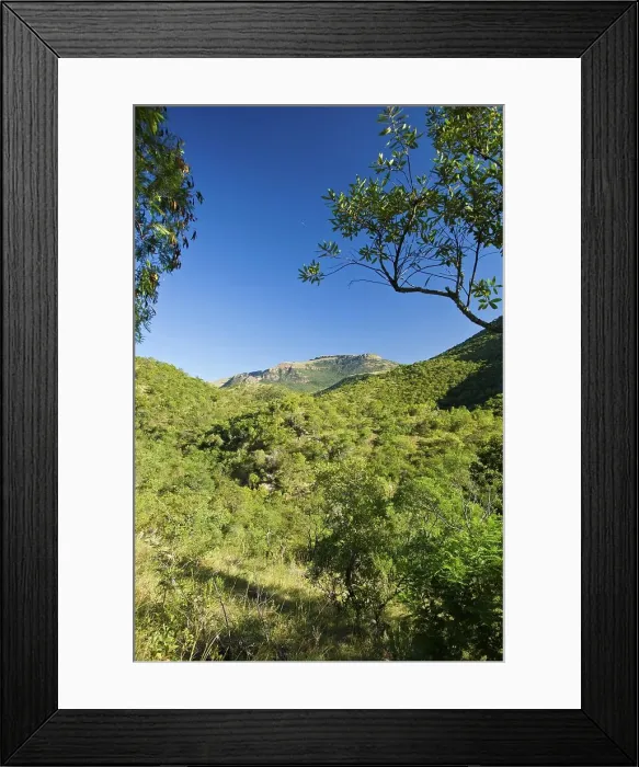 Framed Print : Itala Game Reserve. KwaZulu Natal. South Africa Framed Print : Itala Game Reserve. KwaZulu Natal. South Africa