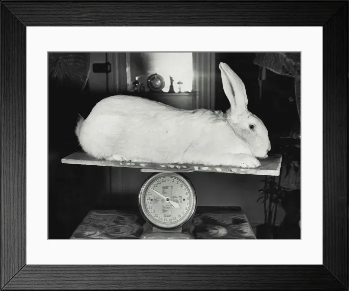 Framed Print : Big Boy... Avalanche, champion White Flemish Giant, tips the scale at 21 pounds. Pelt of the Flemish Giant is luxurious and is seven times as warm as sheep's wool in proportion to weight Framed Print : Big Boy... Avalanche, champion White Flemish Giant, tips the scale at 21 pounds. Pelt of the Flemish Giant is luxurious and is seven times as warm as sheep's wool in proportion to weight