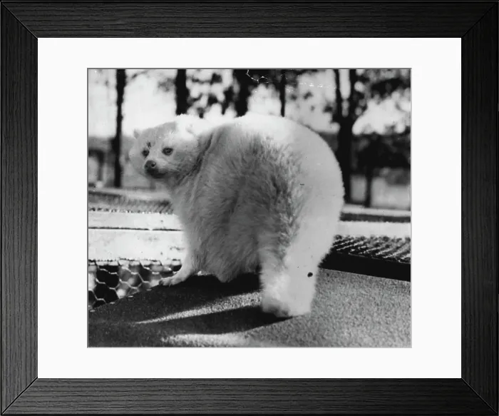 Framed Print : (Third Of Eight) - At First Glance, this fellow looks like a Miniature Polar bear. Actually, he's a rare Albino Raccoon and a resident of the Wisconsin State experimental game and fur farm Framed Print : (Third Of Eight) - At First Glance, this fellow looks like a Miniature Polar bear. Actually, he's a rare Albino Raccoon and a resident of the Wisconsin State experimental game and fur farm