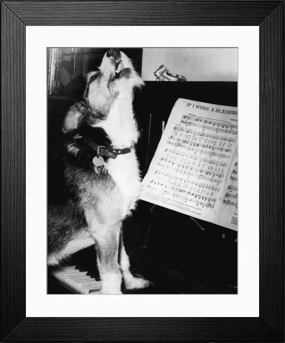 Framed Print : Singing Dog - Mack singing at the piano at his home in Kendal, Westmorland. Mack, an 8 year-old tan and white cross bred terrier has taken up singing in his old age.'He started singing - and quite pleasantly too - about a year ago, said Mack's owner, 55year-old greengrocer Fred Wilson from Kendal, Westmorland. He didn't seem to like my voice, and thought he could setter, I suppose.'Now if I stroke his throat and begin to sing, Mack throws back his head and warbles away sweetly Framed Print : Singing Dog - Mack singing at the piano at his home in Kendal, Westmorland. Mack, an 8 year-old tan and white cross bred terrier has taken up singing in his old age.'He started singing - and quite pleasantly too - about a year ago, said Mack's owner, 55year-old greengrocer Fred Wilson from Kendal, Westmorland. He didn't seem to like my voice, and thought he could setter, I suppose.'Now if I stroke his throat and begin to sing, Mack throws back his head and warbles away sweetly
