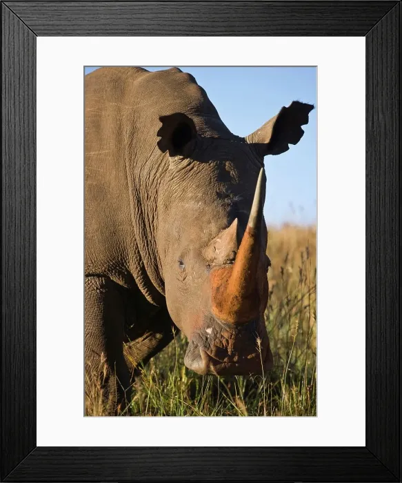 Framed Print : White Rhinoceros or Square-lipped Rhinoceros (Ceratotherium simum)