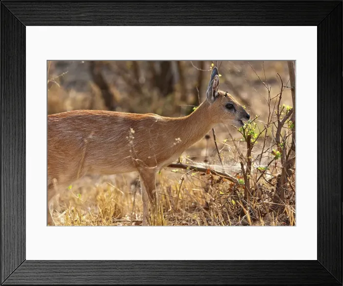 Framed Print : Sharpe's or Northern Grysbok (Raphicerus sharpei) near Punda Maria Camp Framed Print : Sharpe's or Northern Grysbok (Raphicerus sharpei) near Punda Maria Camp
