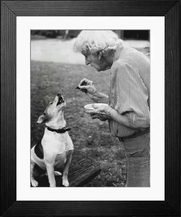 Framed Print : This dog JPn talk - A terrier dog at Maitland, near NewJPstle, talks like a human.Oliver Hogue saw the dog this week and heard it say distinctly, Hello Mum, and Here I am, Mum Framed Print : This dog JPn talk - A terrier dog at Maitland, near NewJPstle, talks like a human.Oliver Hogue saw the dog this week and heard it say distinctly, Hello Mum, and Here I am, Mum