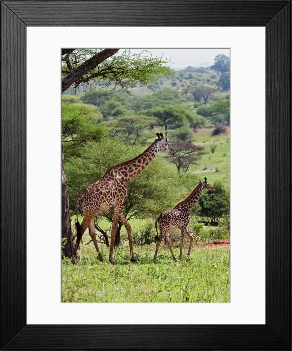Framed Print : Giraffes Framed Print : Giraffes