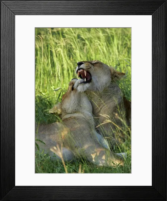 Framed Print : Lionesses (Panthera leo) grooming each other