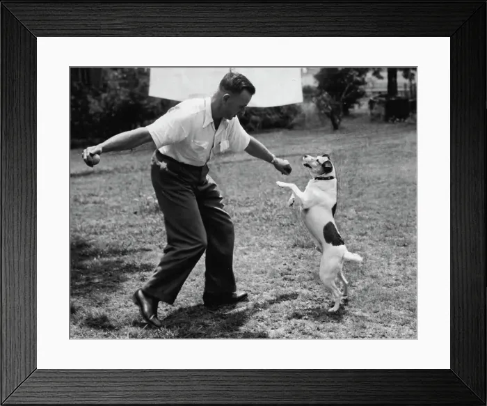 Framed Print : Dogs Animals - Talking Framed Print : Dogs Animals - Talking