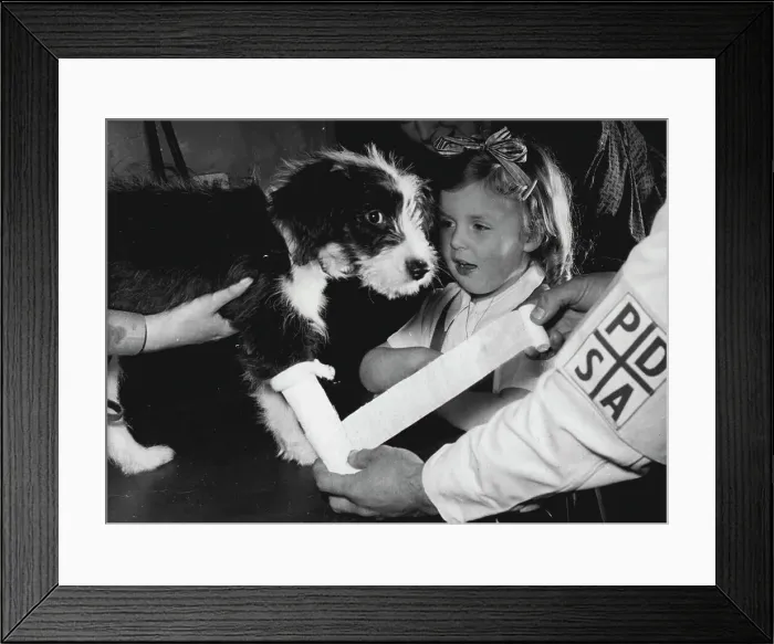 Framed Print : Reassured by Julian, Sally sits patiently while the vet winds on the bandage Framed Print : Reassured by Julian, Sally sits patiently while the vet winds on the bandage