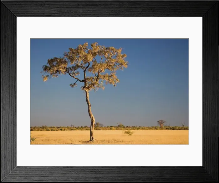 Framed Print : Savuti. Chobe National Park. Botswana