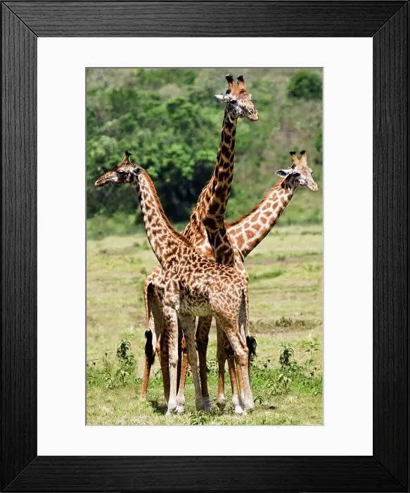 Framed Print : Three Giraffes Framed Print : Three Giraffes