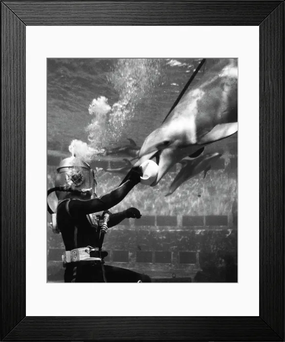 Framed Print : Third of Eight -- Nothing shy about this fun-loving porpoise as he takes the ball from diver Jake Jacobs. These clever mammals display ***** intelligence and delight in performing ***** of their audience. They're ***** of the Marineland of the ***** Framed Print : Third of Eight -- Nothing shy about this fun-loving porpoise as he takes the ball from diver Jake Jacobs. These clever mammals display ***** intelligence and delight in performing ***** of their audience. They're ***** of the Marineland of the *****