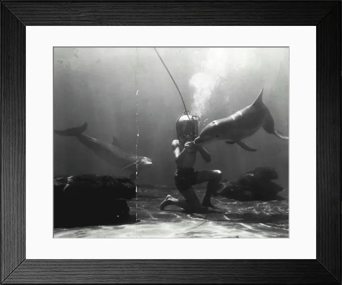 Framed Print : Feeding mullets by hand to porpoises, as pictured here, is a frequent event Marineland Framed Print : Feeding mullets by hand to porpoises, as pictured here, is a frequent event Marineland