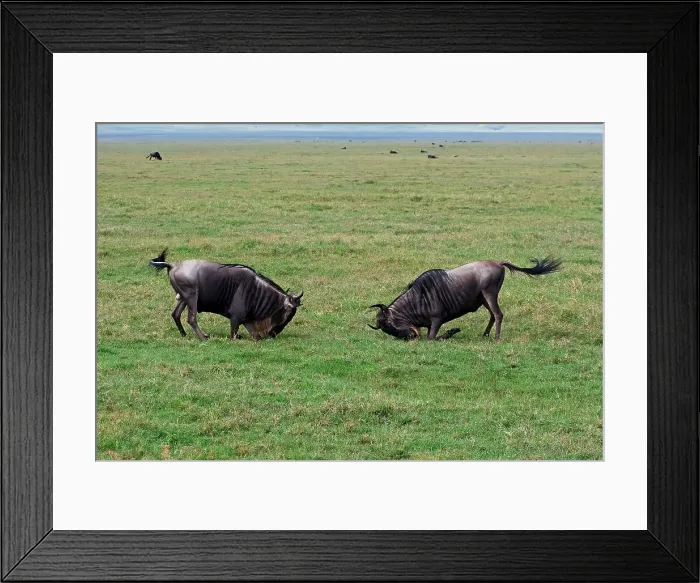 Framed Print : 4311, 4311-299